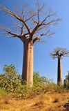 Alley of the Baobabs, north of Morondava, Menabe region, Toliara province, Madagascar: the locals for whom the trees have potent spiritual significance call the baobabs 'renala', Malagasy for 'mother of the forest' -  Adansonia grandidieri - photo by M.Torres