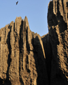 Tsingy de Bemaraha National Park, Mahajanga province, Madagascar: falcon and karst limestone formation - part of a calcareous mountain range along the west central coast - UNESCO World Heritage Site - photo by M.Torres