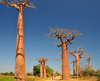Alley of the Baobabs, north of Morondava, Menabe region, Toliara province, Madagascar: a dozen baobab trees straddle the narrow sandy road, soaring 30 metres into the sky - Adansonia grandidieri - photo by M.Torres