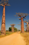 Alley of the Baobabs, north of Morondava, Menabe region, Toliara province, Madagascar: a tree-lined boulevard in the middle of nowhere - baobabs - Adansonia grandidieri - photo by M.Torres