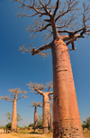 Alley of the Baobabs, north of Morondava, Menabe region, Toliara province, Madagascar: Adansonia grandidieri is the tallest species of baobab, named after the French botanists Michel Adanson and Alfred Grandidier - photo by M.Torres