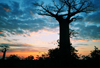 Alley of the Baobabs, north of Morondava, Menabe region, Toliara province, Madagascar: baobab silhouette at sunset - Adansonia grandidieri - photo by M.Torres