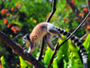 Antananarivo / Tananarive / Tana - Analamanga region, Madagascar: Parc botanique et Zoologique de Tsimbazaza - Lemur catta jumping - Ring-tailed Lemur - photo by M.Torres