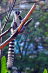 Antananarivo / Tananarive / Tana - Analamanga region, Madagascar: Parc botanique et Zoologique de Tsimbazaza - Lemur catta on a branch - Ring-tailed Lemur - parc Pyguargue - photo by M.Torres