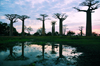 Alley of the Baobabs, north of Morondava, Menabe region, Toliara province, Madagascar: baobabs and pond at sunset - 30 m in height, baobab trees can be up to 800 years old -  Adansonia grandidieri - photo by M.Torres