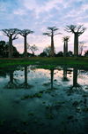 Alley of the Baobabs, north of Morondava, Menabe region, Toliara province, Madagascar: baobabs and pond at sunset - Alle des Baobabs - Adansonia grandidieri - photo by M.Torres
