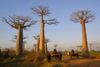 Allee des Baobabs, north of Morondava, Menabe region, Toliara province, Madagascar: silent giants - old Baobab trees and zebu carts - Adansonia granddieri - Avenue of the Baobabs - photo by R.Eime