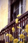 Funchal: pombo numa varanda / pigeon on a balcony - photo by F.Rigaud