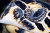 Malaysia - Perhentian Island - Twin rocks: Hawksbill turtle (Eretmochelys imbricata) close up of the head