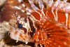 Perhentian Island -Temple of the sea: Zebra lionfish (Dendrochirus zebra) on a sandy bottom