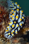 Malaysia - underwater images - Perhentian Island - Temple of the sea: Phyllididae nudibranch (Phyllidia varicosa), Warty sea slug, on top of a rock - photo by J.Tryner