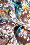Malaysia - Perhentian Island - Twin rocks: Fluted Giant clam (Tridacna squamosa) - detail