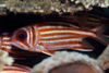 Perhentian Island: Red coat squirrelfish (Sargocentron rubrum) under a table coral