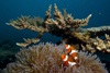 Malaysia - underwater image - Perhentian Island / Pulau Perhentian - Batu nissan - South China Sea (Terengganu state): clownfish - underwater photo by Jez Tryner