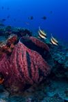 Sipadan Island, Sabah, Borneo, Malaysia: barrel sponge and fish - marine life of Pulau Sipadan - photo by S.Egeberg