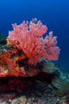 Sipadan Island, Sabah, Borneo, Malaysia: red soft coral on South Point - photo by S.Egeberg