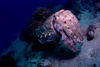 Mabul Island, Sabah, Borneo, Malaysia: cuttlefish on the reef - Sepia officinalis - photo by S.Egeberg