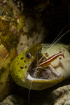 Mabul Island, Sabah, Borneo, Malaysia: Fimbriated Moray and partner shrimp - Gymnothorax Fimbriatus - photo by S.Egeberg