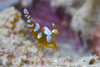 Mabul Island, Sabah, Borneo, Malaysia: Orange Kneeler Shrimp on the sandy bottom - photo by S.Egeberg