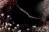 Mabul Island, Sabah, Borneo, Malaysia: Ringed Pipefish - Doryrhamphus dactyliophorus - photo by S.Egeberg
