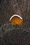 Mabul Island, Sabah, Borneo, Malaysia: Spinecheeek Clownfish seeks protection in its anemone - Premnas Biaculeatus - photo by S.Egeberg