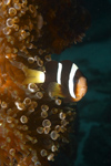 Malaysia - Perhentian Island - Batu Nisan: Clark's anenomefish (Amphiprion clarkii) in a bubble anenome, Pulau Perhentian, South China sea, Peninsular Malaysia, Asia - underwater photo by Jez Tryner