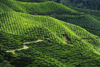 Cameroon Highlands, Pahang, Malaysia: tea plantation on the fertile mountain slopes - photo by J.Hernndez