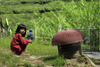 Cameroon Highlands, Pahang, Malaysia: squatting girl and bird cages in the tea plantations - photo by J.Hernndez