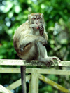 Malaysia - Sarawak (Borneo) - Bako National Park: # Crab-eating Macaque or Long-tailed Macaque or Kera, Macaca fascicularis (photo by Rod Eime)