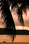 Beach at sunset - palm leaves, Langkawi, Malaysia. photo by B.Lendrum