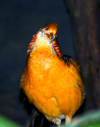 orange bird - wildlife, Langkawi, Malaysia. photo by B.Lendrum