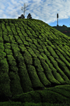 Cameroon Highlands, Pahang, Malaysia: tea grows in the  cool climate 1,500 m above sea level - photo by J.Hernndez