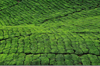 Cameroon Highlands, Pahang, Malaysia: tea plantation - Camellia sinensis plant - dense mosaic of tea bushes - photo by J.Hernndez