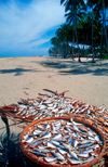 Tropical beach - fish drying, Kelantan, Kota Baru, Malaysia. photo by B.Lendrum