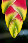 Kuala Lumpur, Malaysia: ant on Heliconia rostrata inflorescence - Lobster claw - tropical flower - photo by J.Pemberton