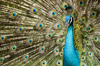 Kuala Lumpur, Malaysia: Peacock at KL Bird Park - Pavo cristatus - photo by J.Pemberton
