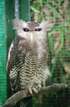 Malaysia - Owl (photo by J.Kaman)