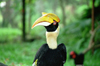 Malaysia - Great Hornbill - Buceros bicornis (photo by J.Kaman)
