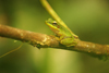 Gunung Mulu National Park, Sarawak, Borneo, Malaysia: Green tree frog on a branch - photo by A.Ferrari