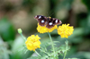 Malaysia - Butterfly on a yellow flower (photo by J.Kaman)