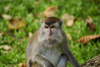 Bako National Park, Sarawak, Borneo, Malaysia: female macaque - Macaca fascicularis - photo by A.Ferrari