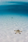 Pulau Mabul, Sabah, Borneo, Malaysia: starfish on white sandy bottom in clear blue water - photo by S.Egeberg