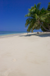 Sipadan Island, Sabah, Borneo, Malaysia: white sandy beach lined with palm trees - perfect tropical beach - photo by S.Egeberg