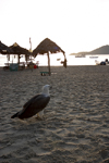 Malaysia - Pulau Perhentian / Perhentian Island: White bellied sea eagle observing (photo by Jez Tryner)