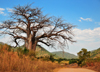 Mbalamanja, Malawi: baobab by the dirt road - Adansonia digitata - photo by M.Torres