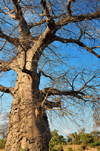Nkopola, Malawi: under a baobab in the scrubland - Adansonia digitata - photo by M.Torres