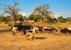 Nkopola, Malawi: cattle herd returns to the village - huts and baobabs - Adansonia digitata - photo by M.Torres