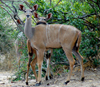 Liwonde National Park, Southern region, Malawi: greater kudu - Tragelaphus strepsiceros - photo by D.Davie