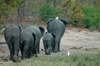 Liwonde National Park, Southern region, Malawi: group of elephants - Loxodonta africana - photo by D.Davie