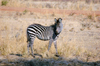 Liwonde National Park, Southern region, Malawi: young Burchell's Zebra - Equus burchellii - photo by D.Davie